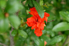 石榴花