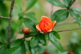 石榴花
