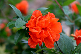 石榴花