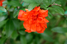 石榴花
