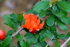石榴花