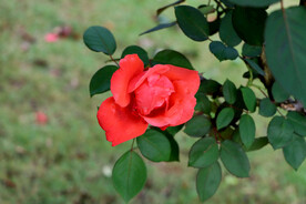 玫瑰花