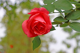 玫瑰花