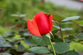 玫瑰花