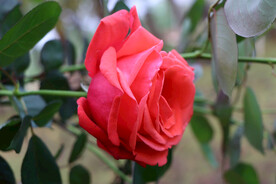 玫瑰花