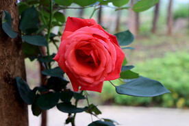 玫瑰花