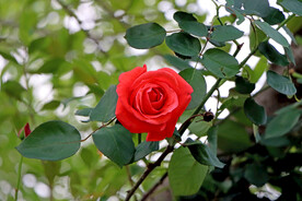 玫瑰花