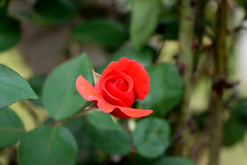 玫瑰花