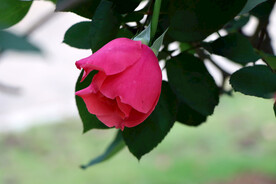 玫瑰花