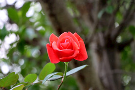 玫瑰花