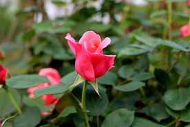 玫瑰花