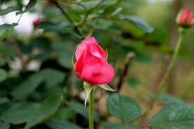 玫瑰花