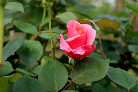 玫瑰花