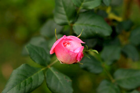 玫瑰花