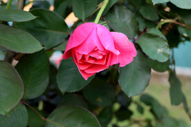 玫瑰花