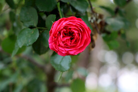 玫瑰花