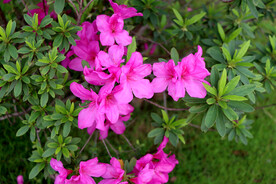 杜鹃花