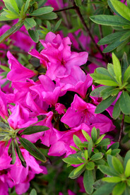 杜鹃花