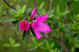 杜鹃花