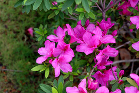杜鹃花