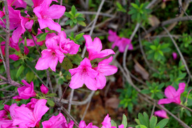 杜鹃花