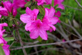 杜鹃花
