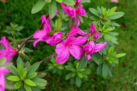 杜鹃花