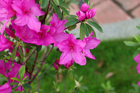 杜鹃花