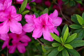 杜鹃花
