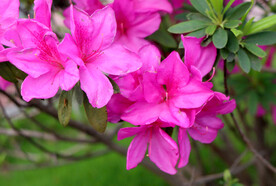 杜鹃花
