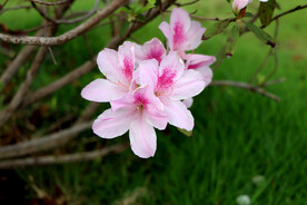 杜鹃花