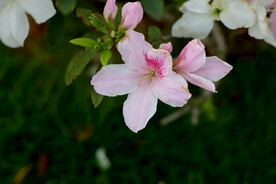 杜鹃花