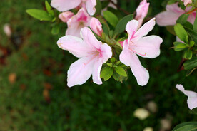 杜鹃花