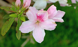 杜鹃花