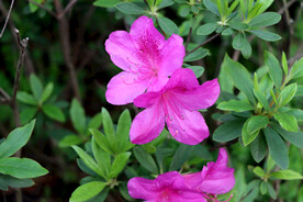 杜鹃花