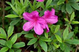 杜鹃花