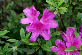 杜鹃花