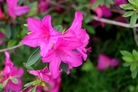 杜鹃花