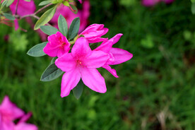 杜鹃花