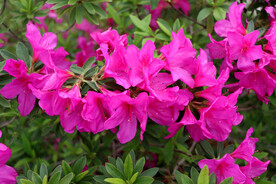 杜鹃花