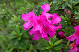 杜鹃花