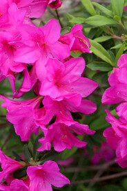 杜鹃花