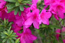 杜鹃花