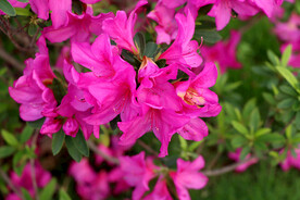 杜鹃花