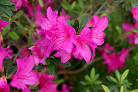 杜鹃花
