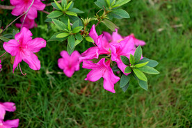 杜鹃花