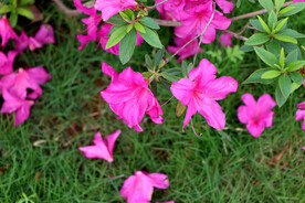 杜鹃花