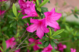 杜鹃花