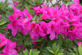 杜鹃花