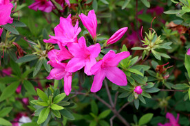 杜鹃花
